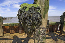 Wrack seaweed on old sea defences at low tide, Norfolk, UK