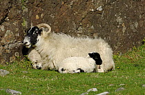 Black Faced Domestic Sheep (Ovis aries) with lambs, Mull, Scotland, UK
