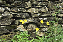Welsh Poppies (Meconopsis cambrica) growing aginst dry stone wall, Cumbria, UK,