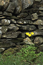 Welsh Poppies (Meconopsis cambrica) growing aginst dry stone wall, Cumbria, UK