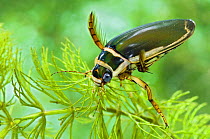 Male Great Diving Beetle (Dytiscus marginalis). Captive.