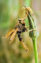 Hornet Robberfly (Asilus crabroniformis), cleaning wings with back legs, Buckinghamshire, UK.