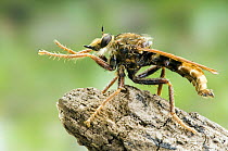Hornet Robberfly (Asilus crabroniformis) poised for attack, Buckinghamshire, UK