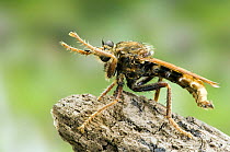 Hornet Robberfly (Asilus crabroniformis) cleaning head, Buckinghamshire, UK.