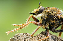 Hornet Robberfly (Asilus crabroniformis) portrait. Close up of head, Buckinghamshire, UK