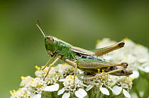 Meadow Grasshopper (Chorthippus parallelus) Resting, Hertfordshire, UK