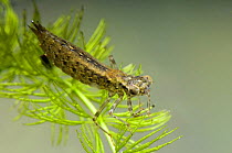 Southern Hawker Dragonfly (Aeshna cyanea) larva on underwater vegatation. Captive.