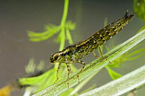 Southern Hawker Dragonfly (Aeshna cyanea) Larva on underwater vegatation. Captive.