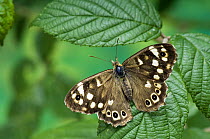 Speckled Wood Butterfly (Pararge aegeria) basking with wings open, UK. Captive.