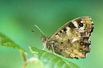 Portrait of speckled Wood Butterfly (Pararge aegeria)with wings closed. Captive. UK