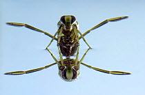 Water Boatman / Backswimmer (Notonecta glauca) at water surface with reflection. Captive