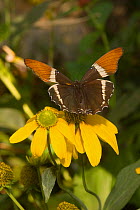 Brown Siproeta Butterfly (Siproeta epaphus) large butterfly with wingspan of over 3", Central To South America