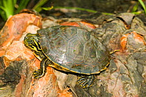 Eastern River Cooter (Pseudemys concinna concinna) Chipola River, West Florida, USA