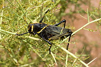 Lubber grasshopper (Brachystola magna) Arizona Desert, USA
