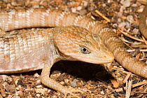 Sonoran / Madrean Alligator Lizard (Gerrhonotus kingii) Texas, USA