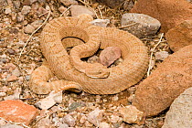 Midget Faded Rattlesnake (Crotalus viridis concolor)  New Mexico, USA