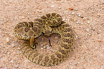 Mojave Rattlesnake (Crotalus scutulatus) showing tongue and rattle, Arizona, USA
