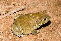 Sonoran Desert Toad / Colorado River Toad {Bufo alvarius} Arizona, USA