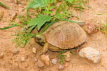 Ornate / Western Box Turtle (Terrapene ornata) Arizona, USA