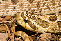Western hognose snake (Heterodon nasicus) Arizona, USA
