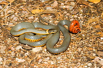 Western Ringneck Snake {Diadophis occidentalis) showing coiled tail, Arizona, USA