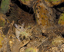 White Throated Woodrat (Neotoma albigula) building nest in Bevertail cactus, bringing in teddybear cactus in his mouth. Arizona , USA