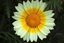 Cape daisy flower {Dimorphotheca sp} Nr Oudtshoorn, Little Karoo, South Africa,