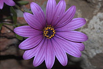 Cape daisy  {Dimorphotheca sp} Nr Oudtshoorn, Little Karoo, South Africa,