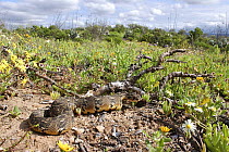 Puff Adder {Bitis arietans} adult female lying in fynbos habitat, Nr Oudtshoorn, Little Karoo, South Africa.