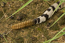 Tail / rattle of Western Diamondback Rattlesnake (Crotalus atrox), Sonoran Desert, Arizona, USA