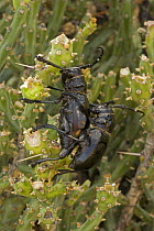 Long-horned Cactus Beetle (Moneilema gigas) mating on Christmas cactus, Arizona, USA