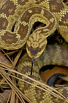 Black-tailed Rattlesnake (Crotalus molossus) "Smelling" or "tasting" air with tongue, Arizona, USA