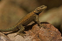 Mountain Spiny Lizard / Yarrow Spiny Lizard (Sceloporus jarrovii), Chiricahua Mountains, Arizona, USA