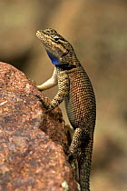 Mountain Spiny Lizard / Yarrow Spiny Lizard(Sceloporus jarrovii) with blue throat (male), Chiricahua Mountains, Arizona, USA.