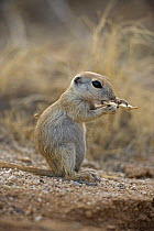 Juvenile Roundtail Ground Squirrel (Citellus tereticaudus) feeding, Arizona, USA.