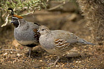 Male(behind) and female (front) Gambel's Quail (Lophortyx / Callipepla gambelii), Arizona, USA