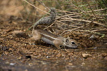 Harris' Antelope Squirrel / Yuma Antelope Squirrel (Ammospermophilus harrisi) drinking at temporary pool, Arizona, USA