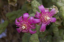 Purple Chain-Fruit Cholla / Jumping Cholla cactus blossom (Opuntia fulgida), Arizona, USA