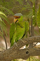 Lilac-crowned Parrot (Amazona finschi) with seed pod in beak, Mexico