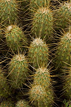 Hedgehog Cactus (Echinocereus spp.), Sonoran Desert, Arizona, USA