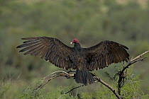 Turkey Vulture (Cathartes aura) stretching wings, USA
