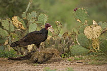 Turkey Vulture (Cathartes aura) on Collared peccary / Javelina (Tayassu tajacu) carcass, USA