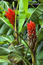 Banana (Musa occinea) in flower, in botanical garden, Costa Rica