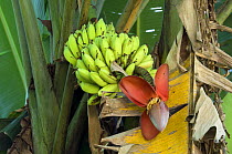 Banana tree (Musacea sp) with fruit and flower, Carara NP, Costa Rica