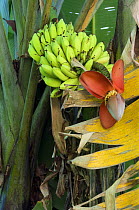 Banana Tree (Musacea sp) with fruit and flowers, Carara NP, Costa Rica