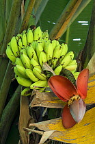 Banana Tree (Musacea sp) with fruit and flower, Carara NP, Costa Rica