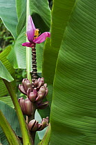 Banana Tree (musa velutina) with flowers and fruit, Costa Rica