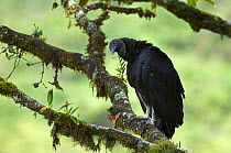 Black vulture (Coragyps atratus) perched in tree, Tapanti NP, Costa Rica