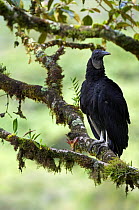 Black vulture (Coragyps atratus) perched in tree, Tapanti NP, Costa Rica
