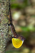 Territorial male Brown Anole / Golfo Dulce (Norops polylepis) displaying throat fan / dewlap, Carara NP, Costa rica